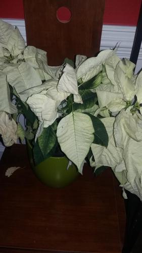 20161218 143130
